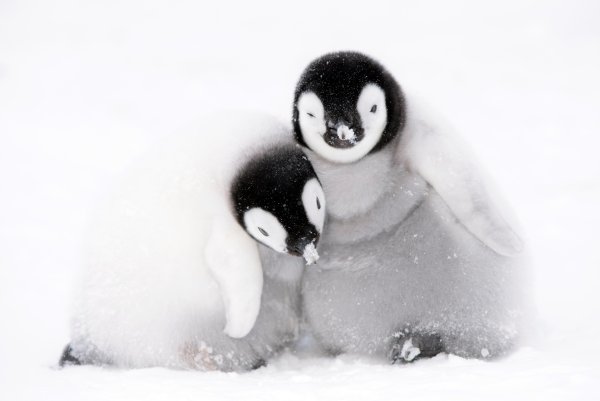 Замерзший Пингвин