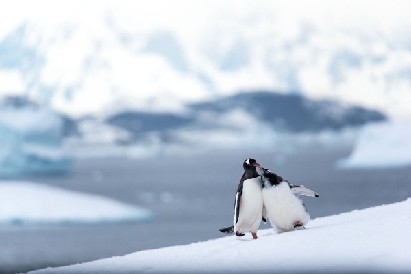 Заставка на рабочий стол пингвины