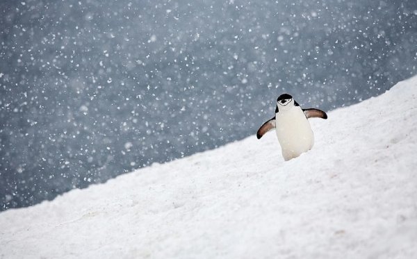 Пингвин фотограф