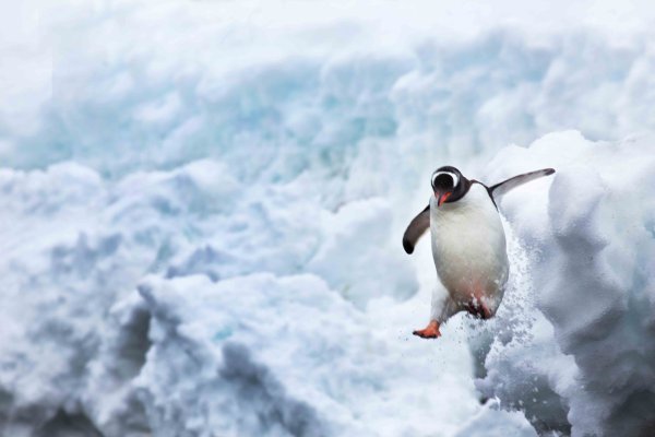 Пингвин в прыжке
