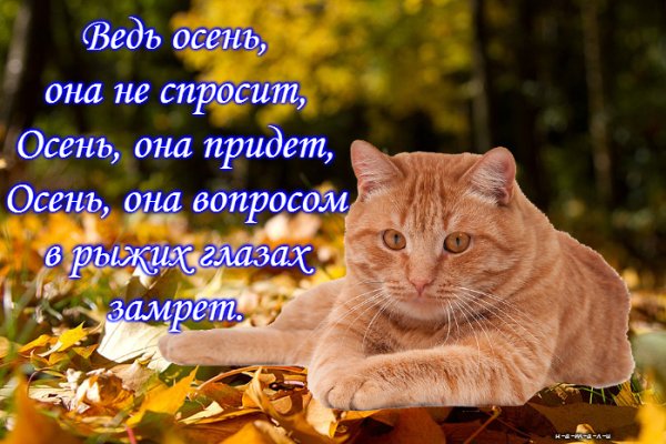 Осенний котик стихи