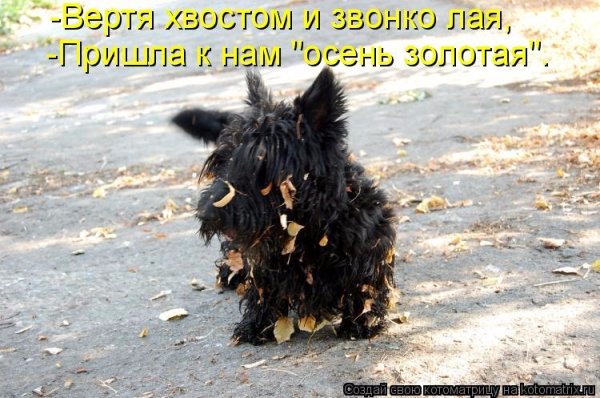 Осенние приколы с надписями