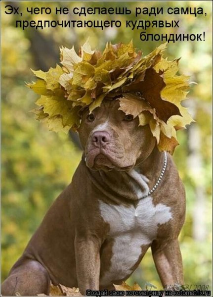 Осенние шутки и приколы