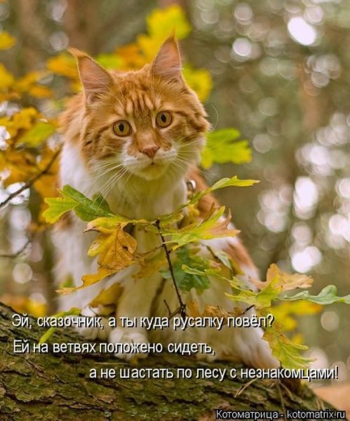 Осеннего настроения котики