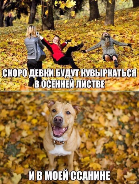 Осенние шутки