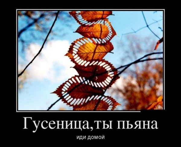 Необычные листья