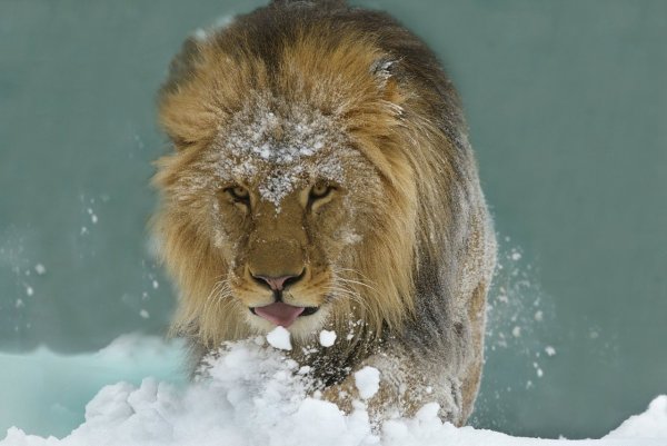 Лев в снегу картинки
