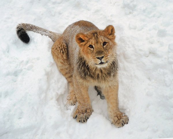Львица зимой