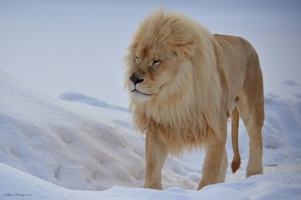 Лев зимой