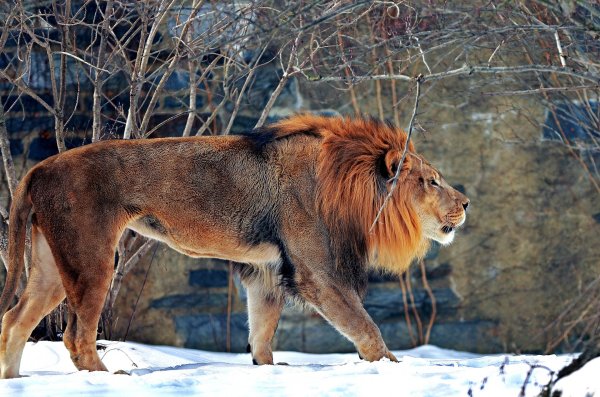 Млекопитающие Лев