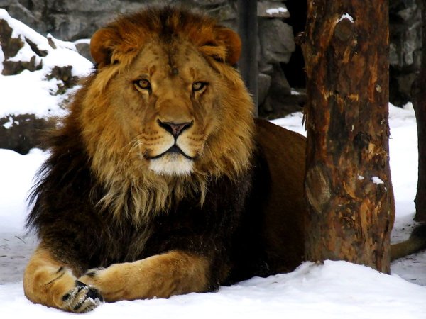 Капский Лев в Новосибирском зоопарке
