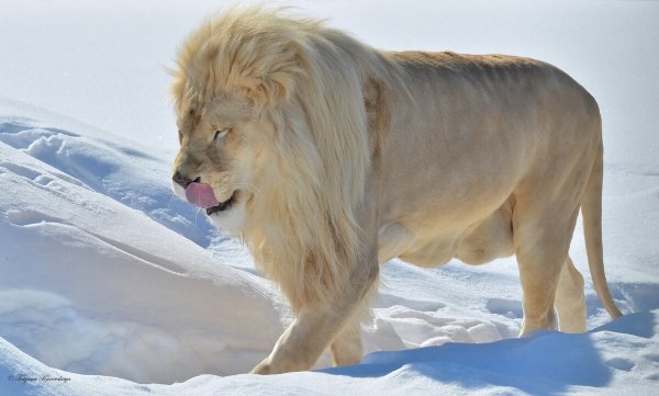 Снежный Лев