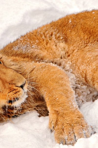 Лев в снегу