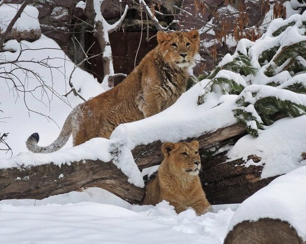 Лев в снегу