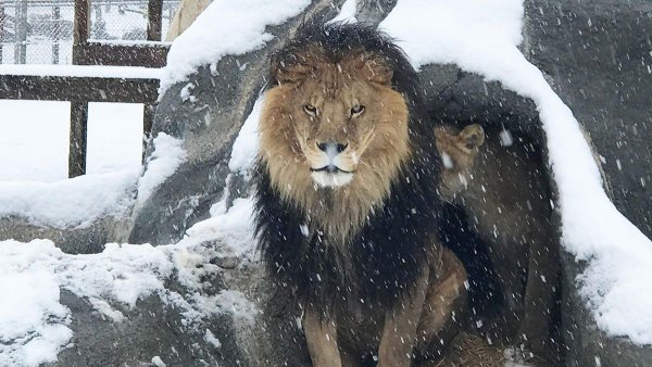 Лев под снегом