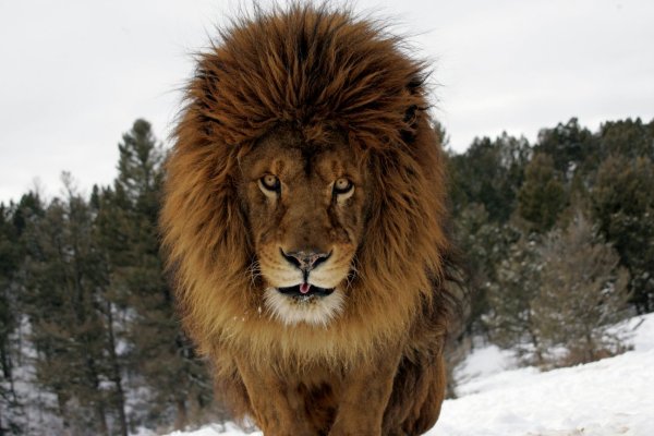 Самый опасный Лев в мире