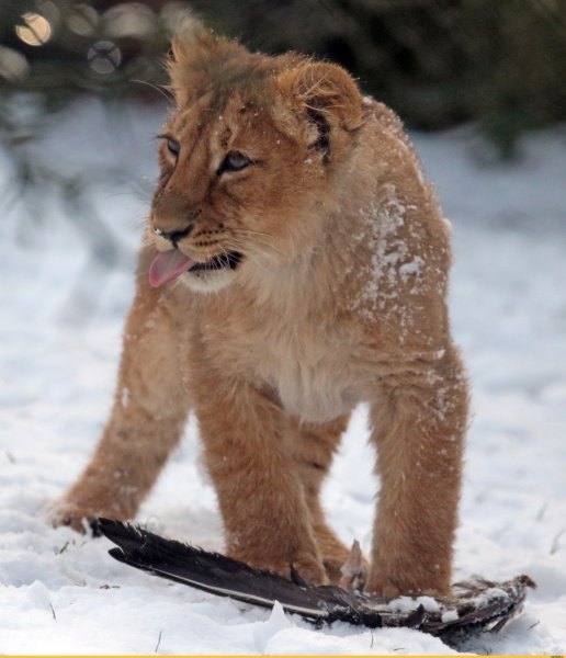 Лев в снегу