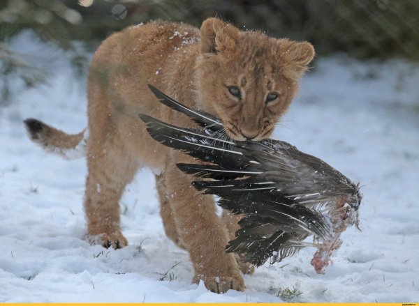 Лев в сугробе