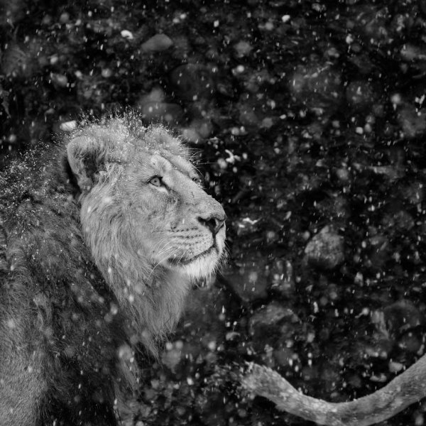 Лев National Geographic