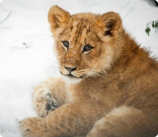 Львица в снегу