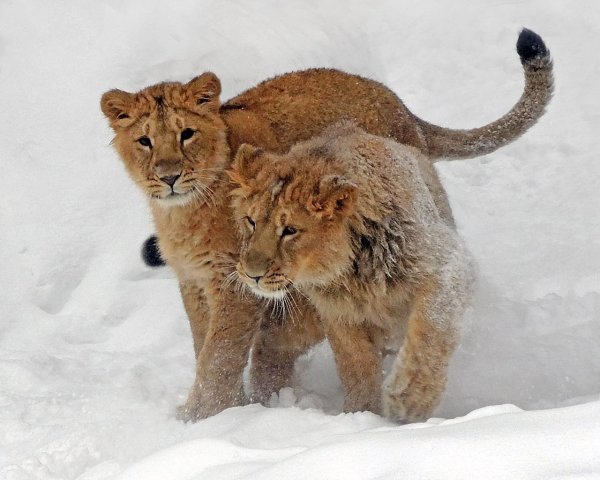 Львица в снегу