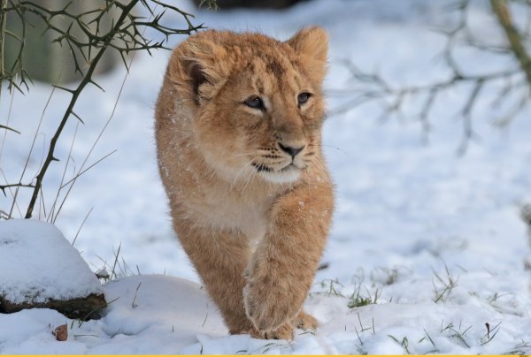 Лев в снегу картинки смешные
