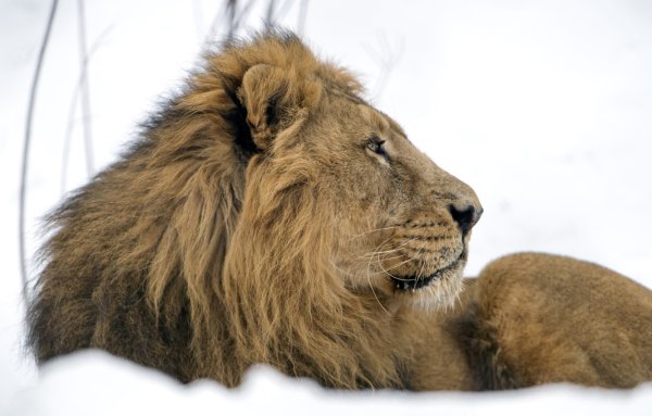 Лев зимой
