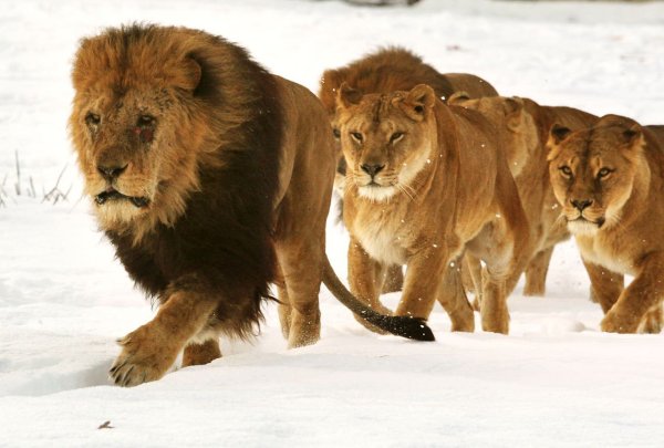 Вожак прайда Львов