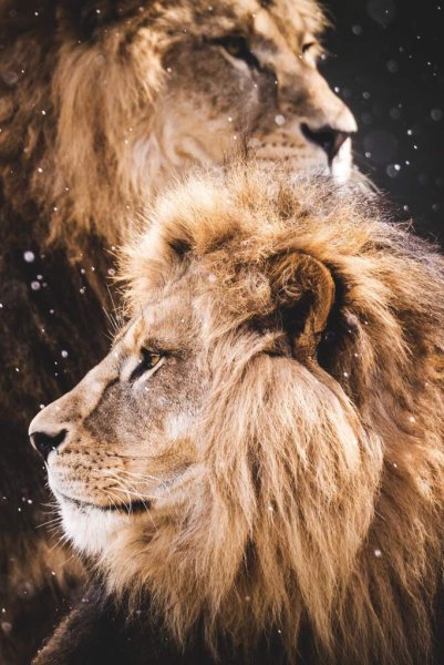 Красивый шикарный Лев