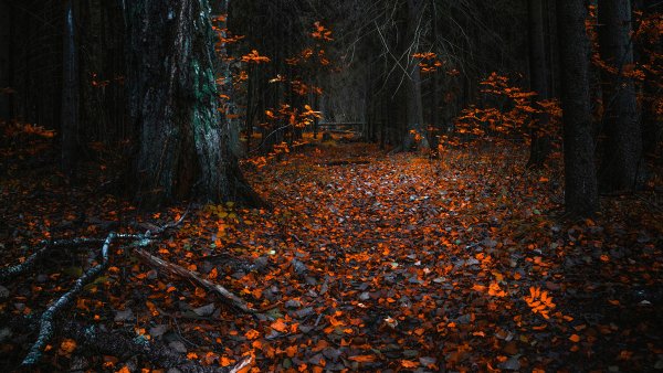 Осенний лес