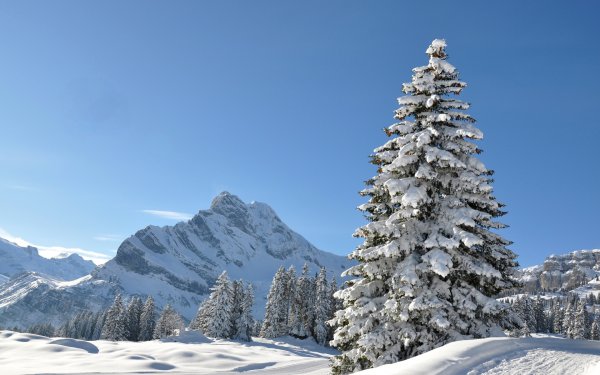 Снежная ель