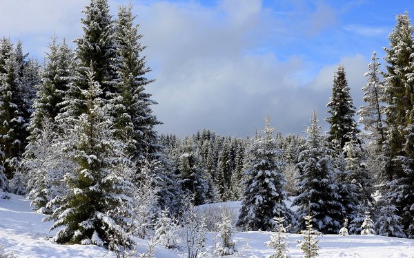 Хвойный лес зимой