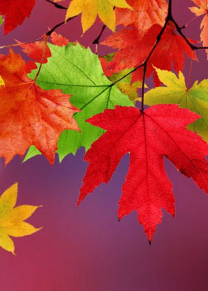 Осенняя заставка