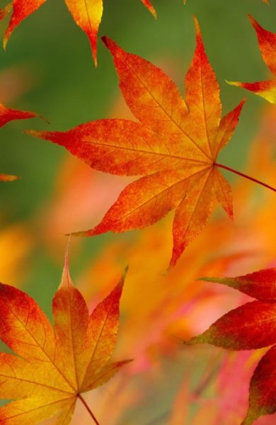 Листья на телефон