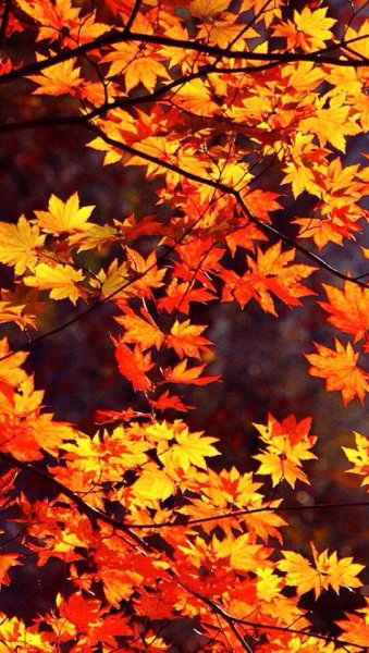 Осенний фон для фотошопа