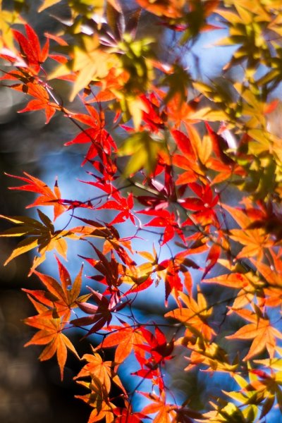 Осенняя листва