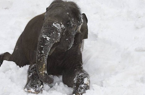 Слоны зимой