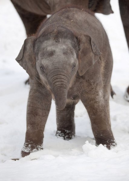 Слоны в берлинском зоопарке
