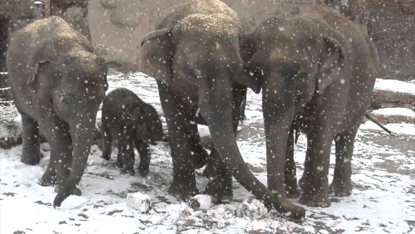 Слоны в снегу