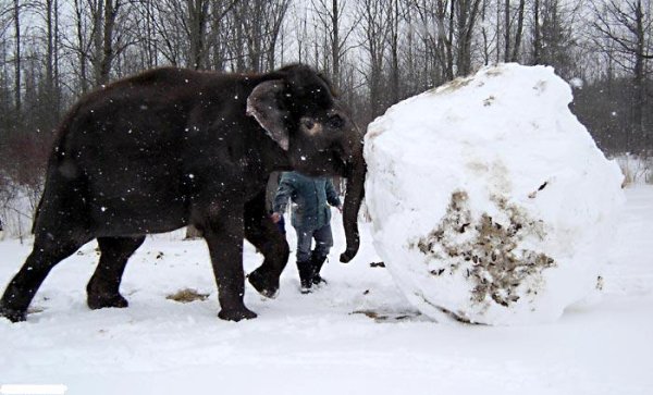 Слоник зимой