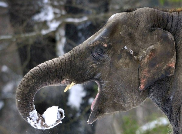 Слон в сугробе