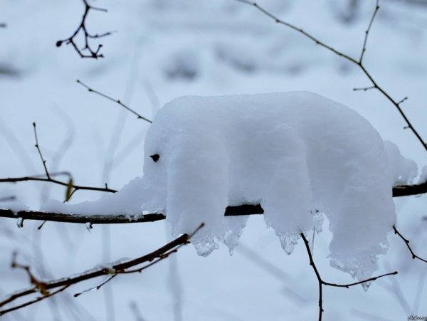 Сугробы похожие на животных