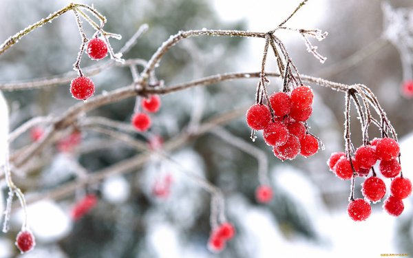 Ягоды рябины зимой