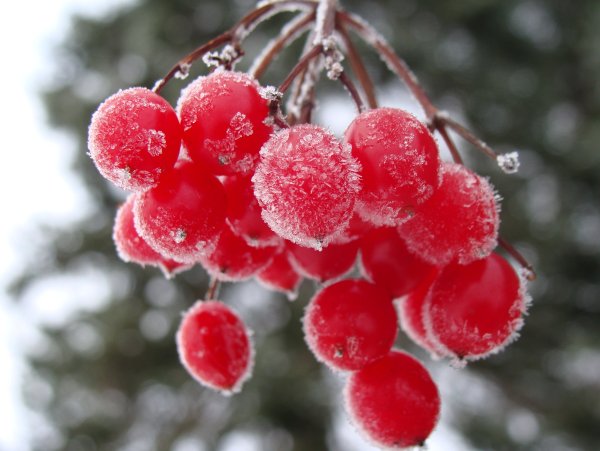 Красивые зимние ягоды