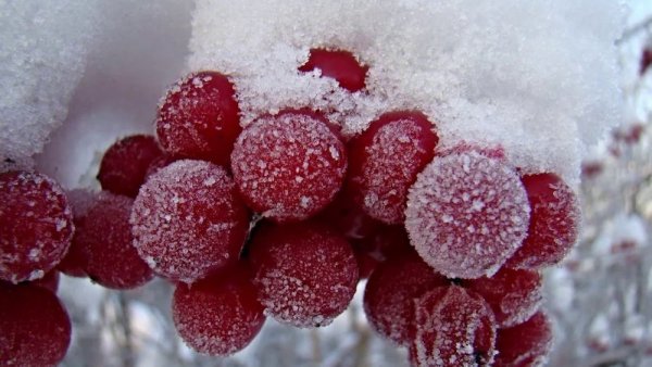 Барбарис под снегом