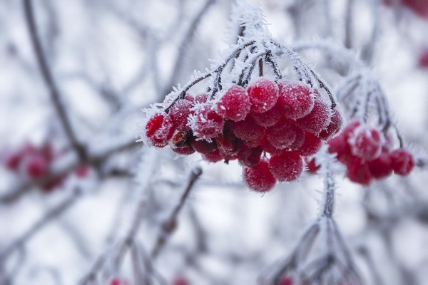 Замерзшая рябина