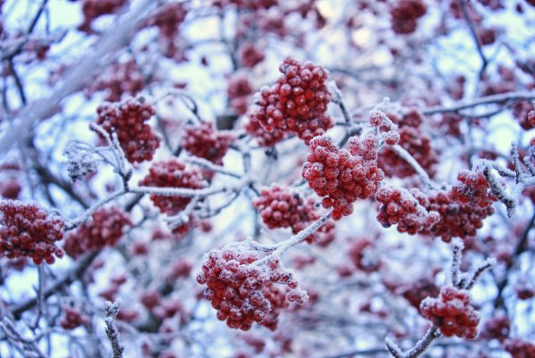 Ягоды рябины в снегу