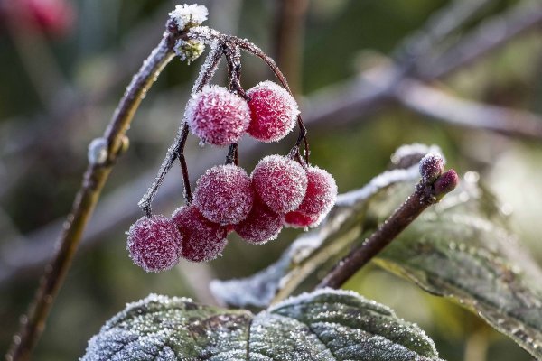 Фрукты в инее