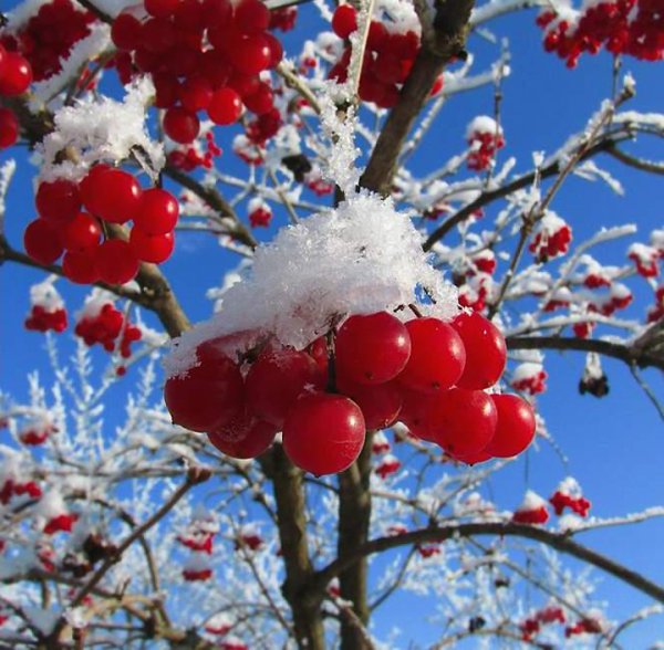 Калина обыкновенная (красная) зимой