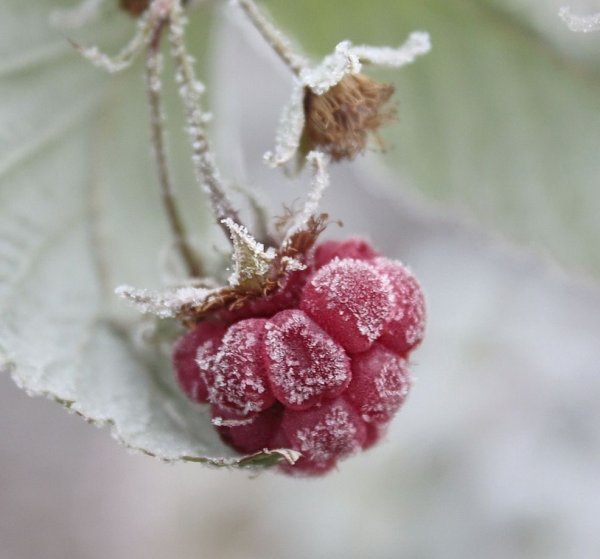 Морозные ягоды